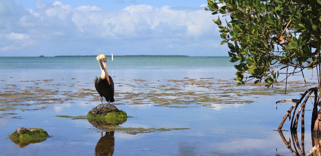 Everglades National Park, lake view, and pelican in bird sanctuary. 