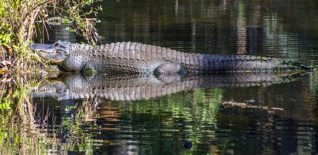 America alligator at Homosassa Spring, Florida. Gulf Coast states.