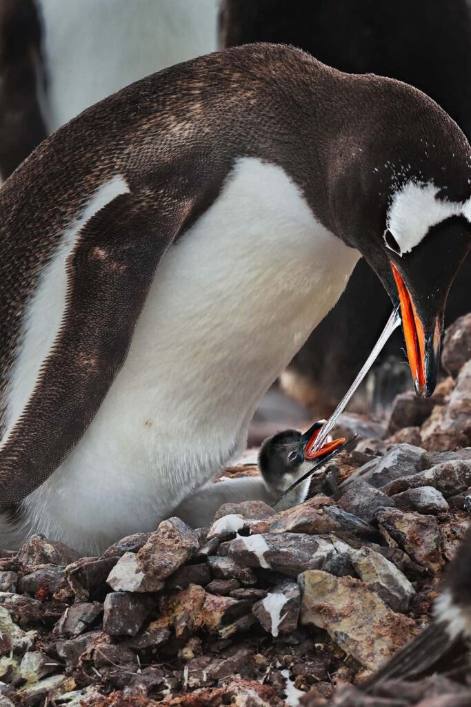 baby gentoo penguin