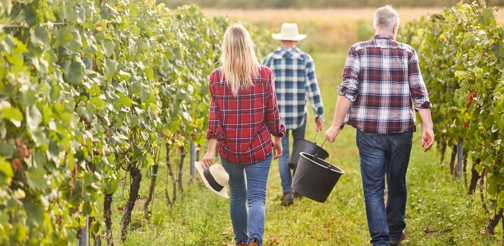 A two man and one woman walking at the grape filed holding a black bucket. 