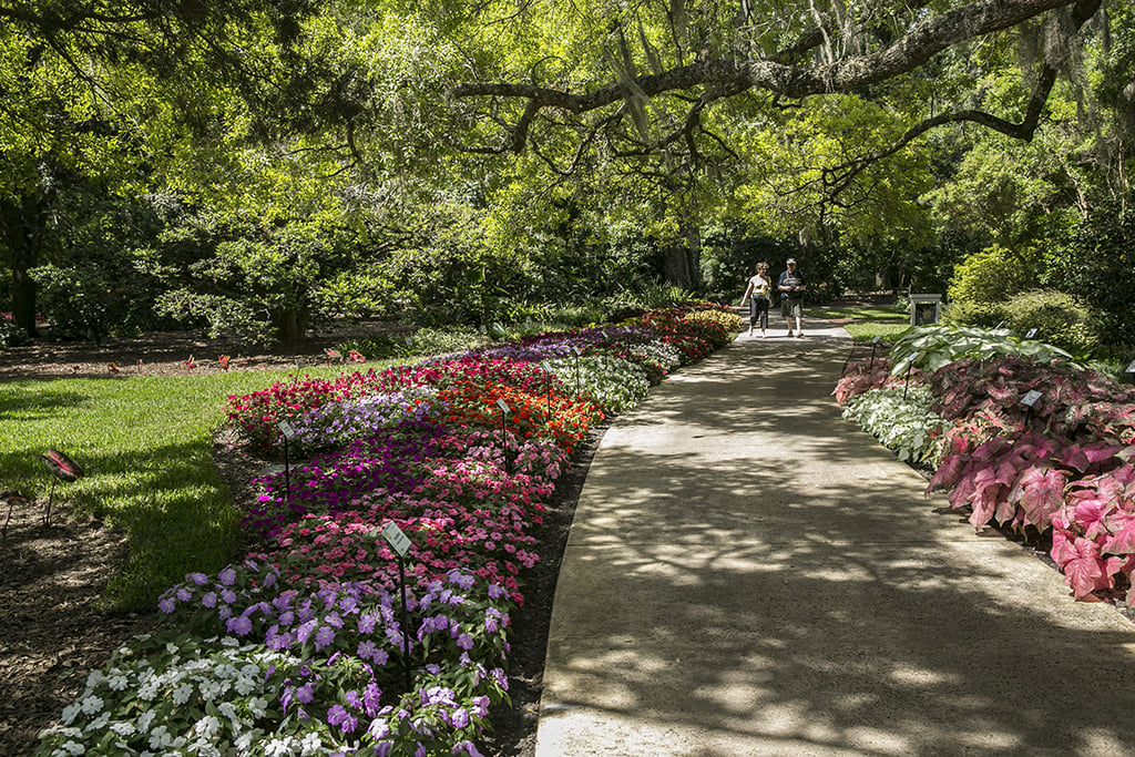 A gorgeous garden with a stunning flower by the sidewalk and a couple walking surrounded by green trees. 