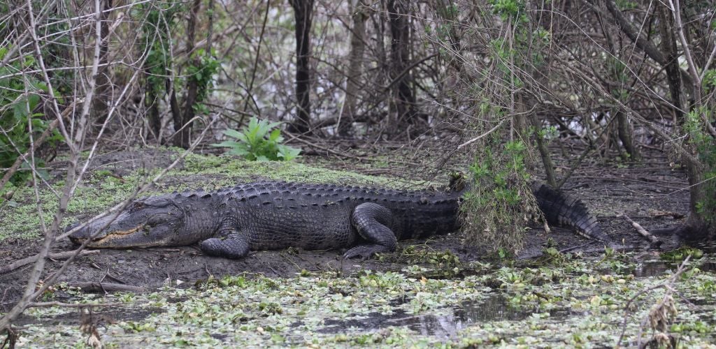 An alligator at the land near the water and surrounded by greens plans. 