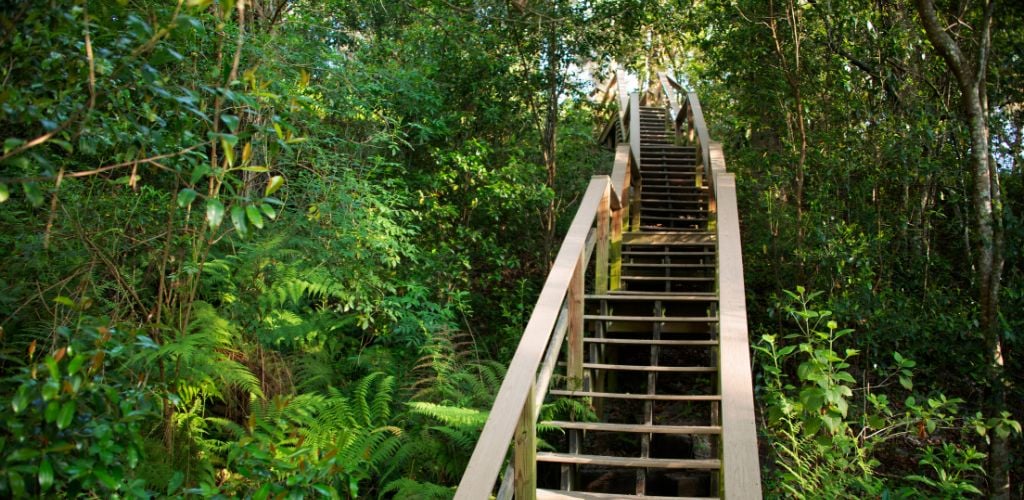 The long wooden staircase on the trail in Ravine Gardens State Park with green plants and trees. 