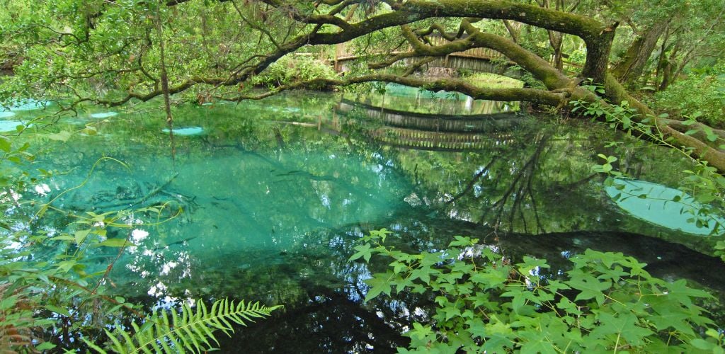 Crystal-clear waters of Juniper Spring are reflected against a lush forest canopy of ferns and oaks. 
