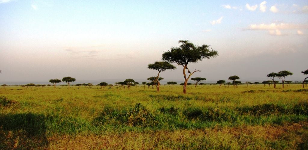 A wide green field with scattered trees 