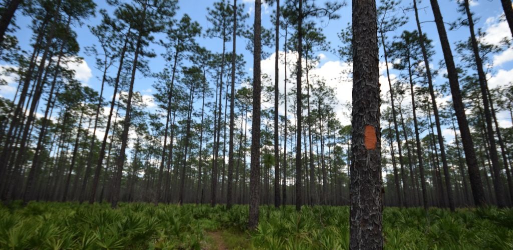 There are forests, lush grass, and a blue sky. 