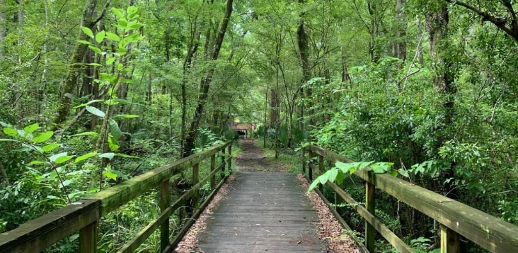 A bridge in the middle of the forest 