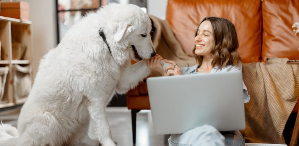 Cheerful woman working in laptop while sitting near sofa at home and playing with white dog. 