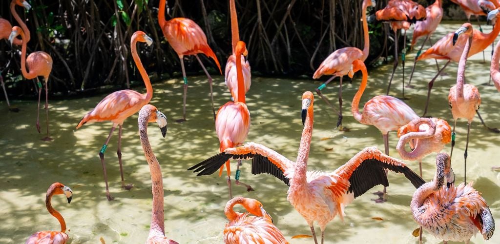 Xcaret flamingos