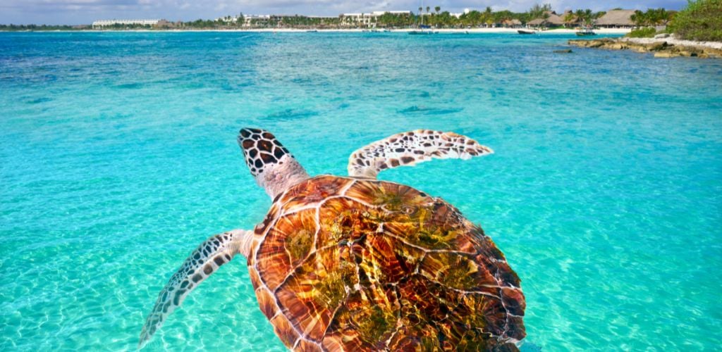Akumal Beach turtle