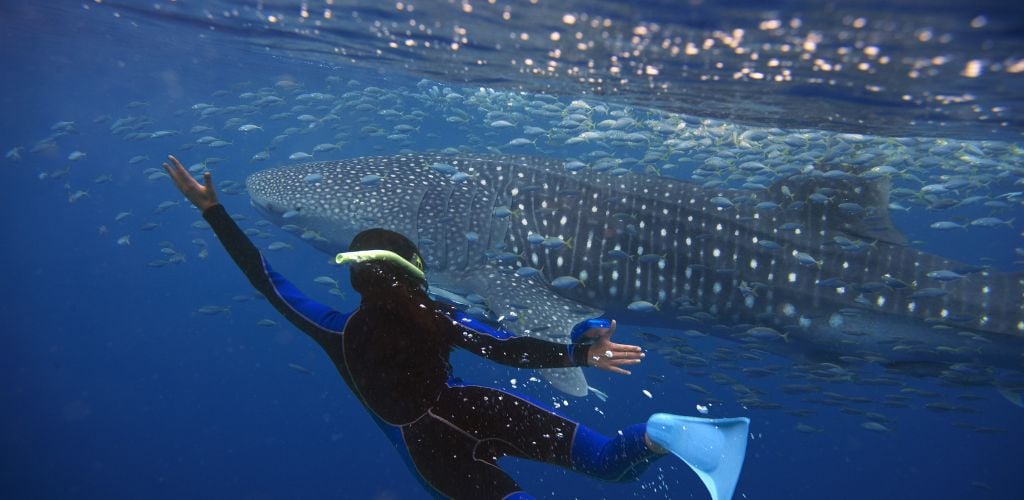 swimming with whale sharks