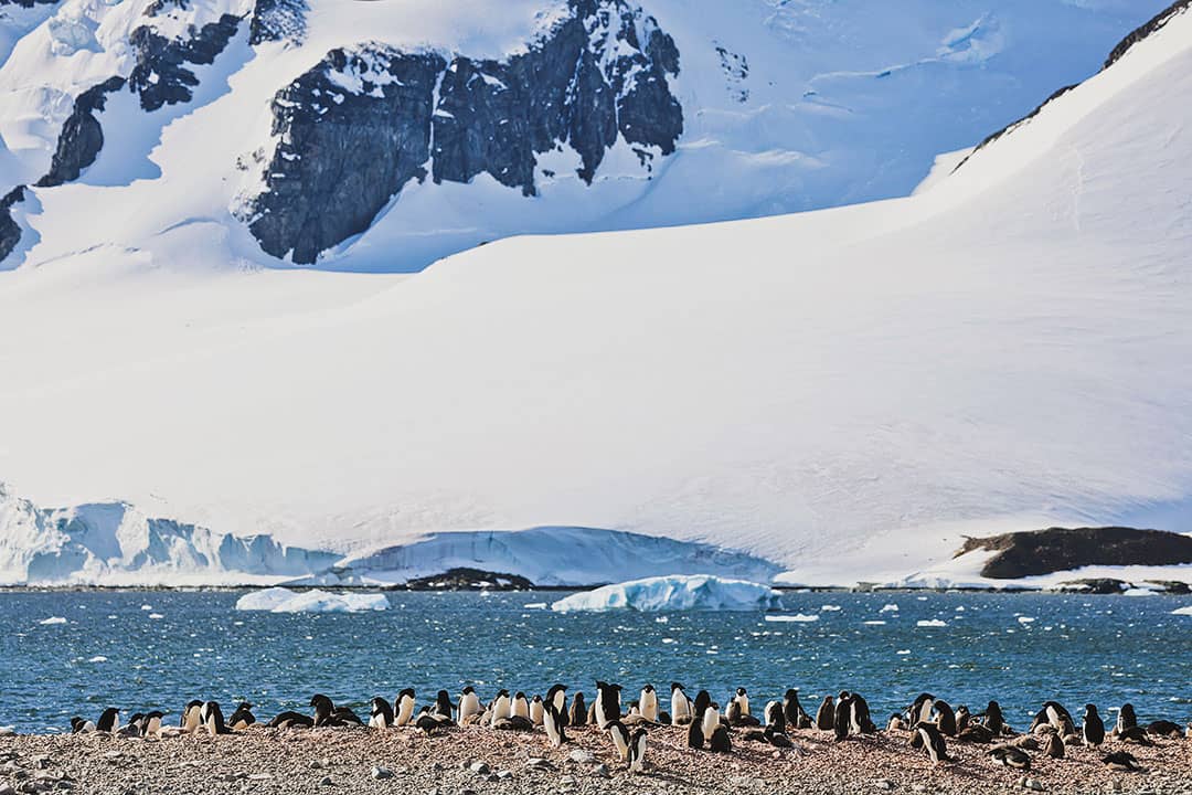 bongrain point antarctica