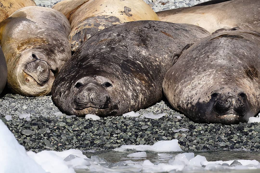 elephant seals in antarctica