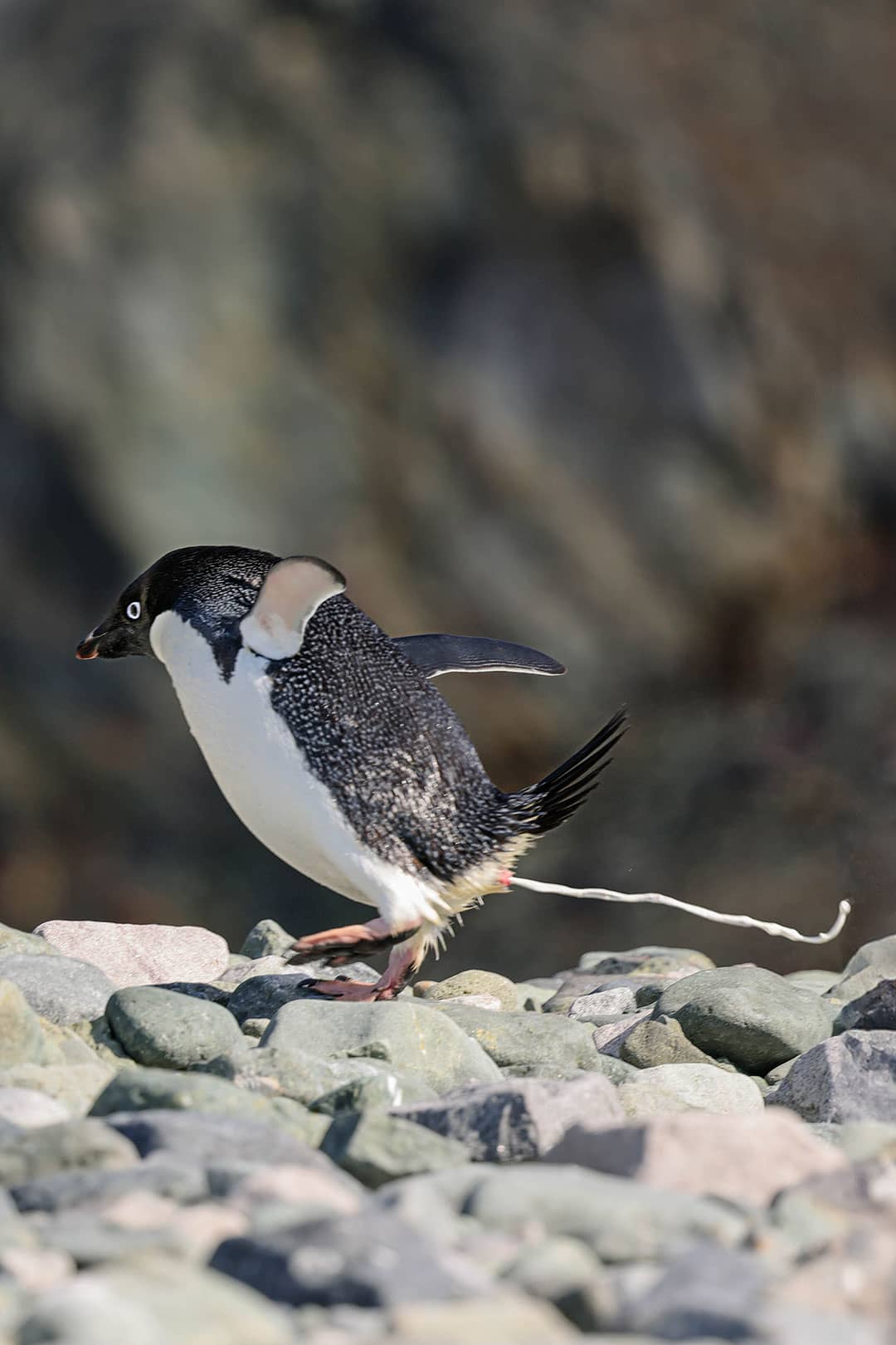 penguin pooping