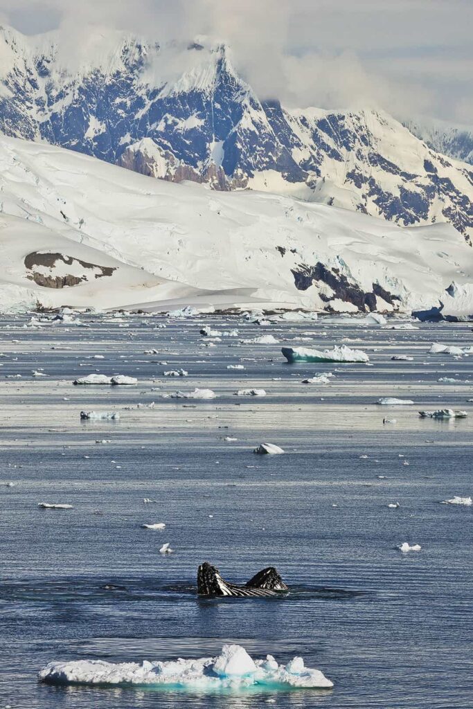 humpback whales antarctica