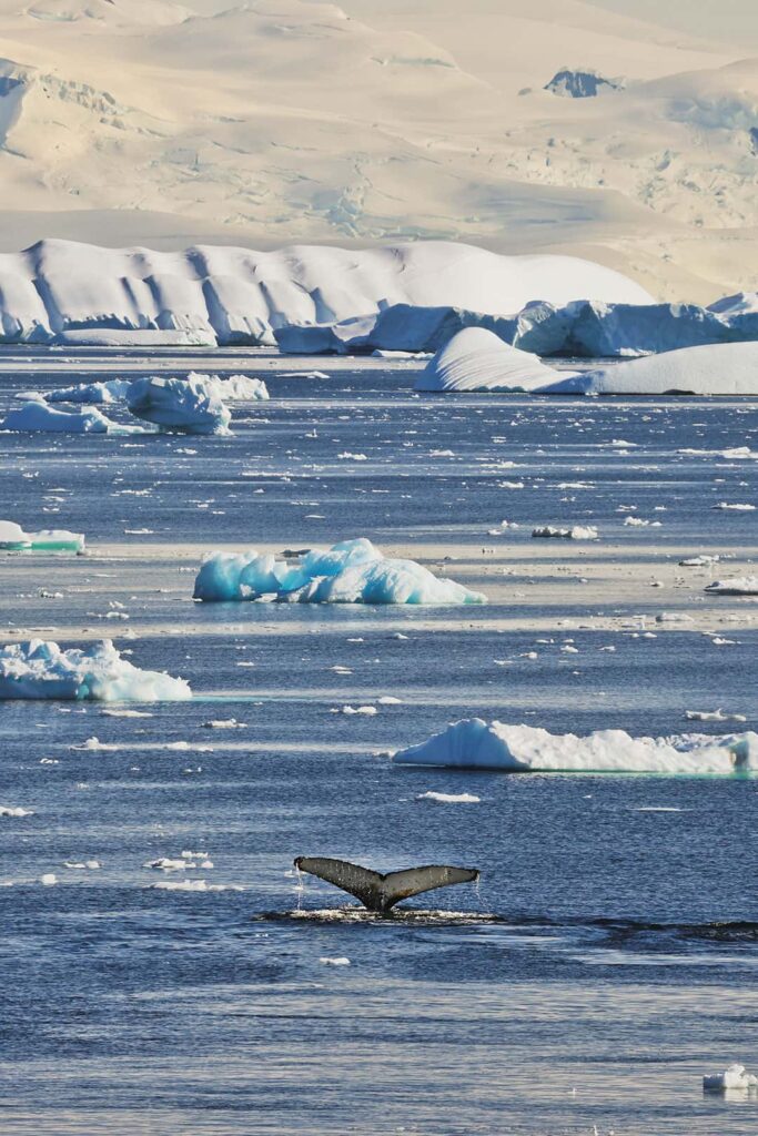 grandidier channel antarctica