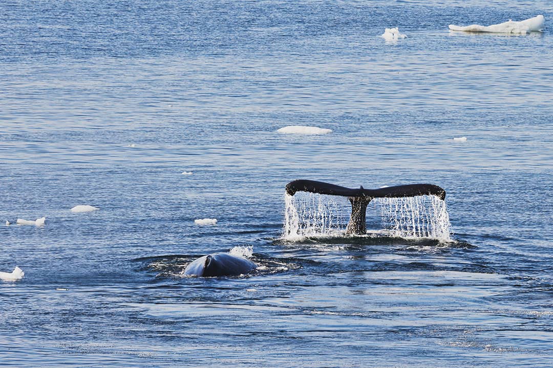 humpback whales in antarctica