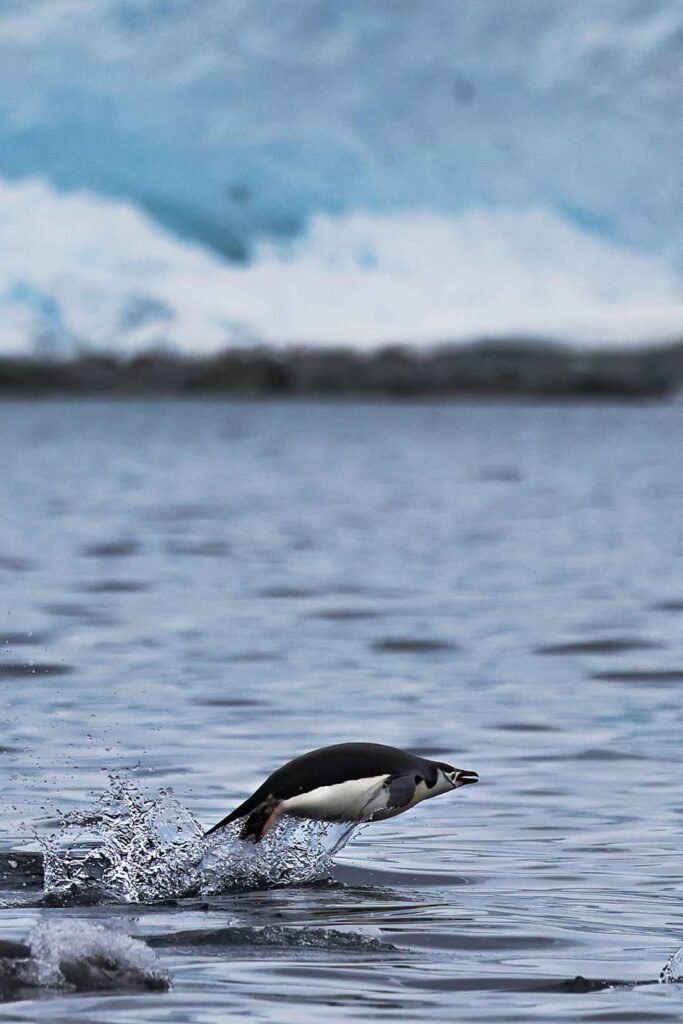 porpoising penguins