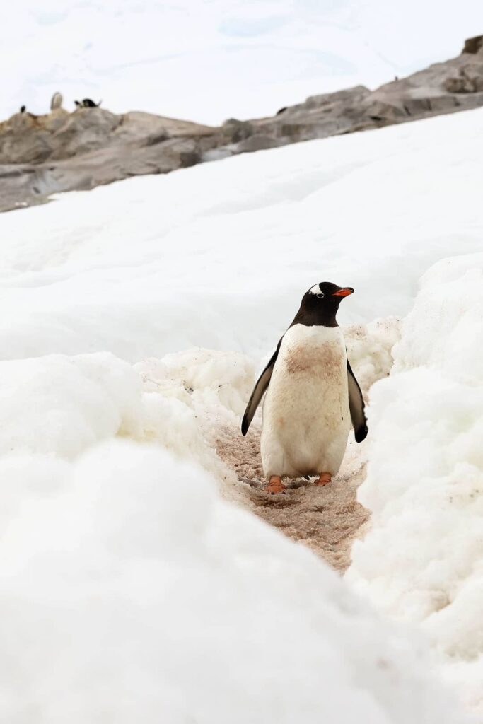 penguin highway