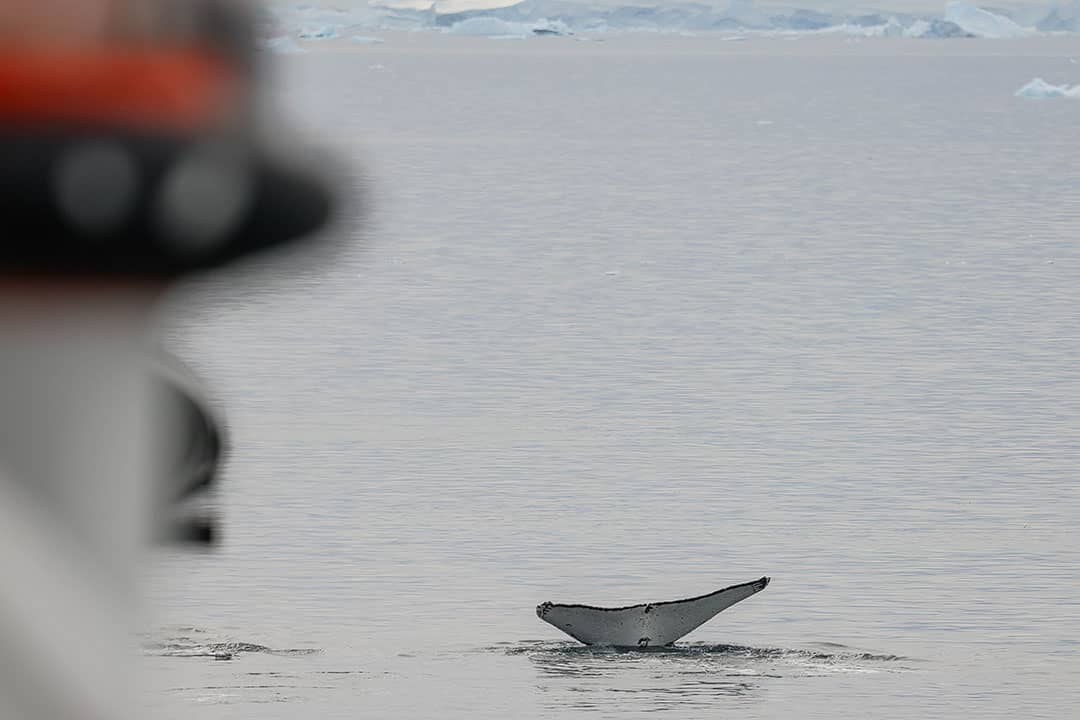 neko harbor antarctica