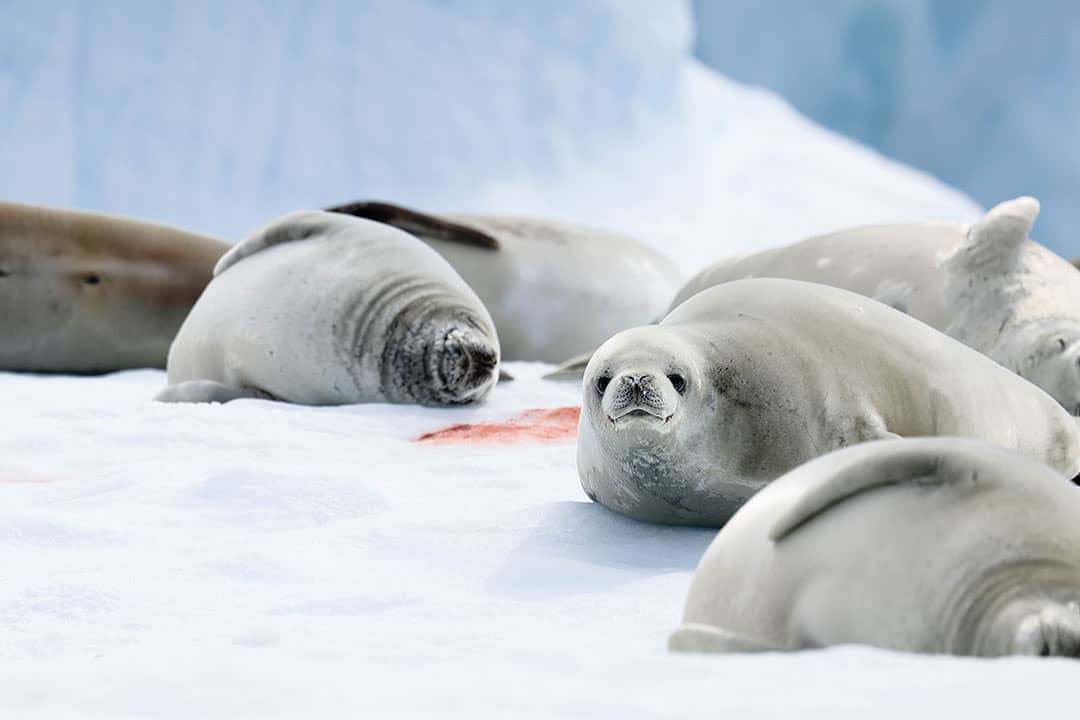 seals in antarctica