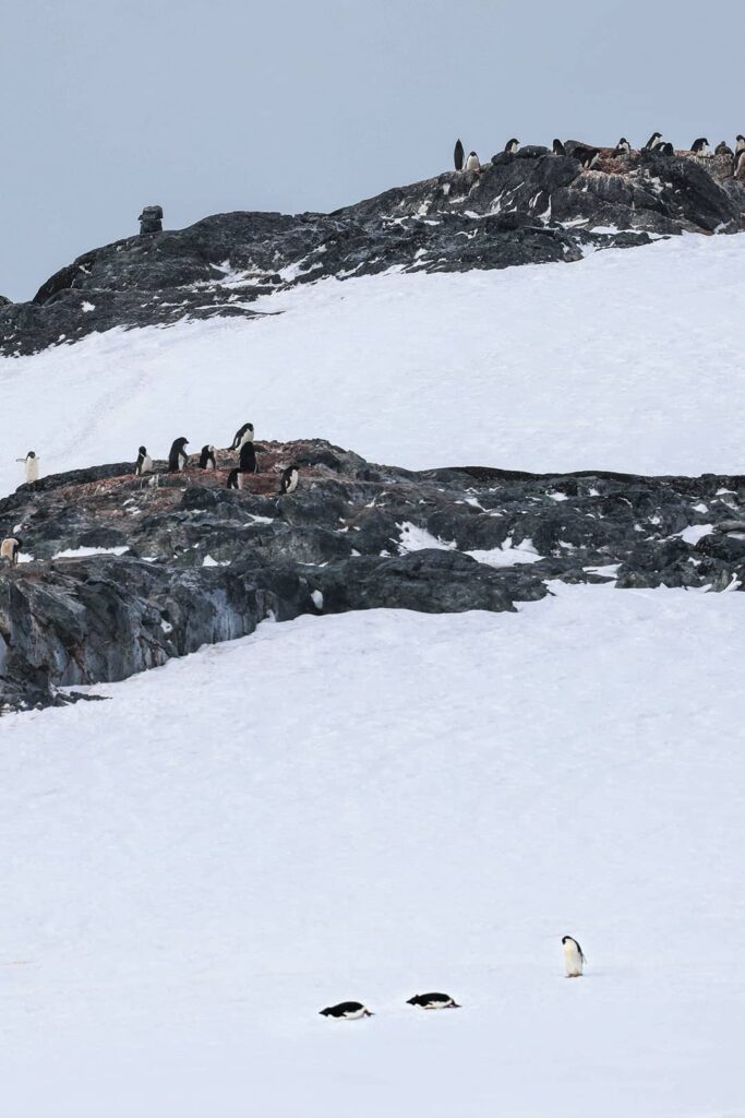 adelie penguin photos