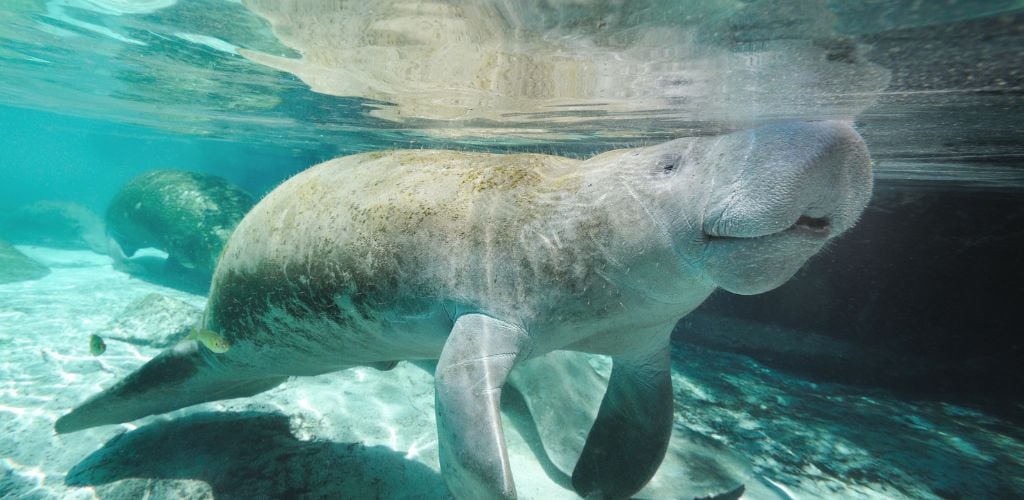 manatee florida 