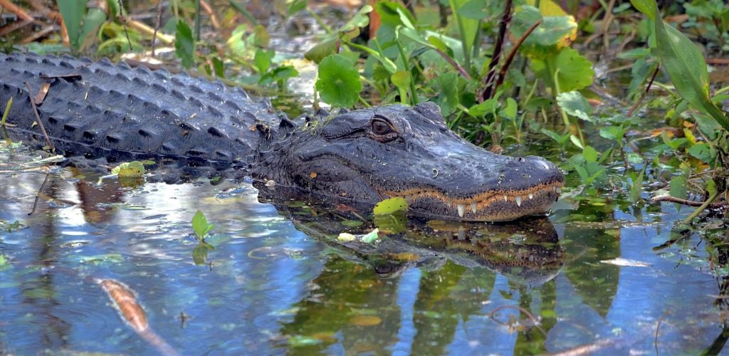 Alligator - florida