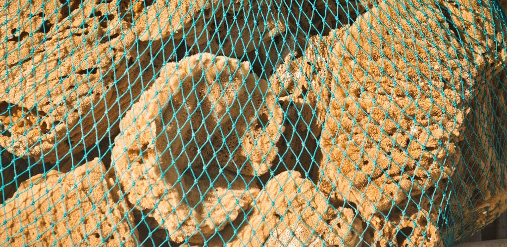 Natural sponges from Tarpon Springs in a net.