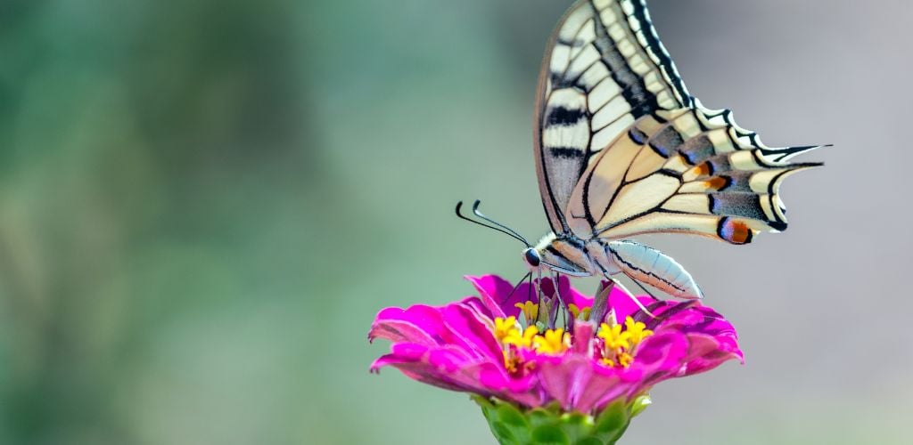 Old World swallowtail butterfly feeding on flower.