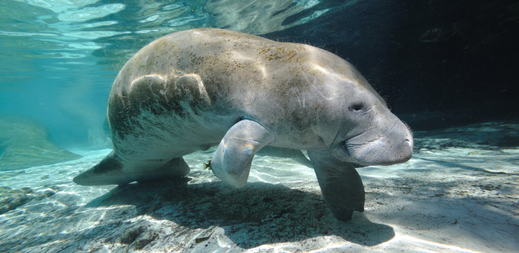 Manatee Florida glass bottom boat tour