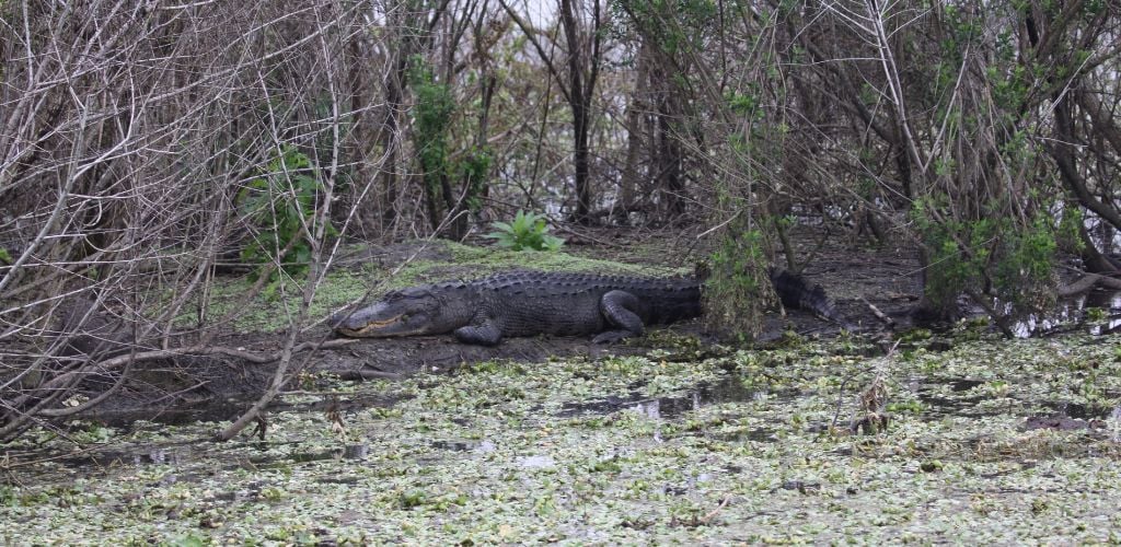 Lake Apopka Wildlife Drive Alligator
