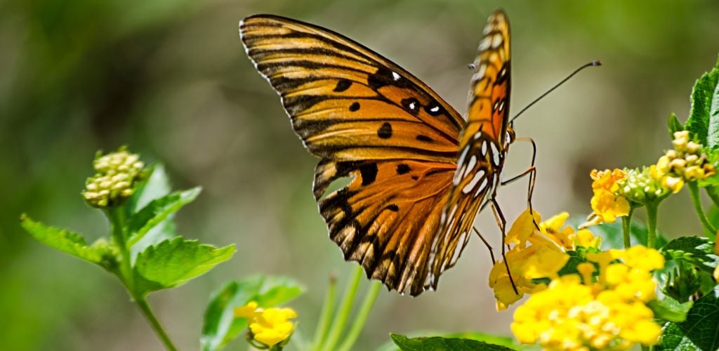 Gulf Fritillary Butterfly on Yellow Cluster Flower