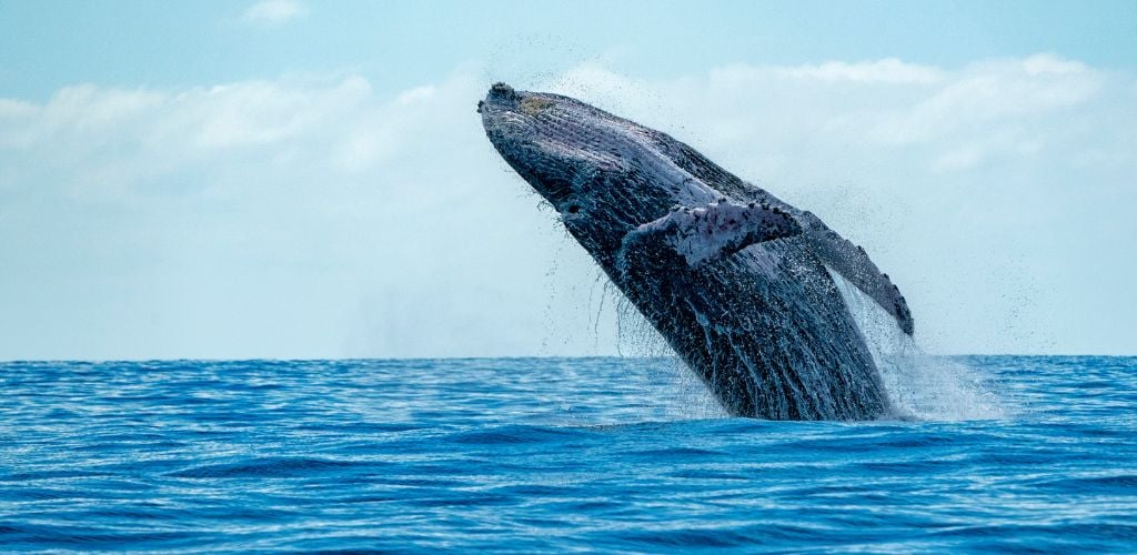 Humpback whale breaching in the Pacific Ocean background.
