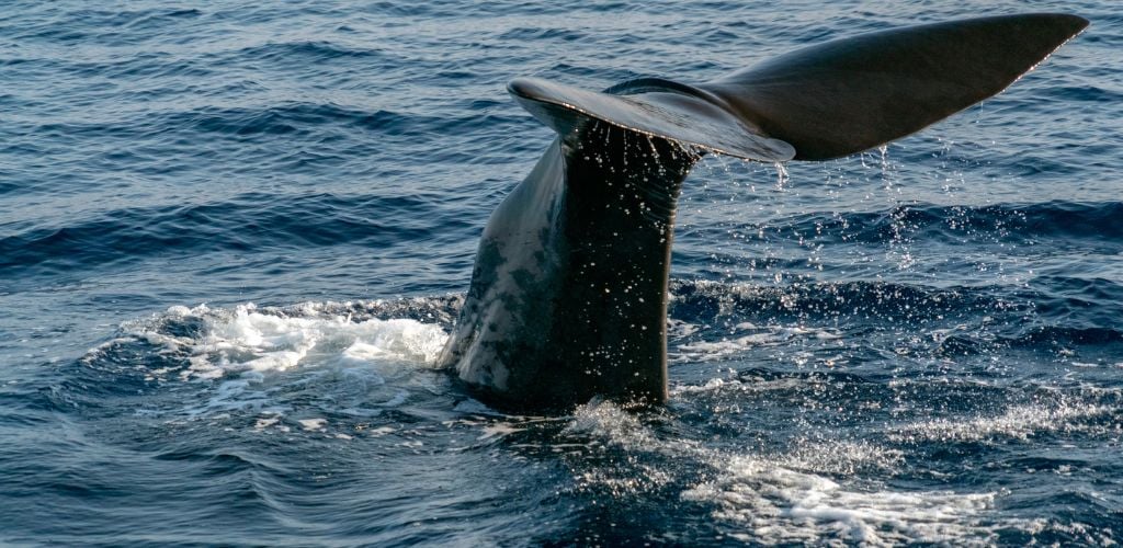 whale watching Ponta Delgada