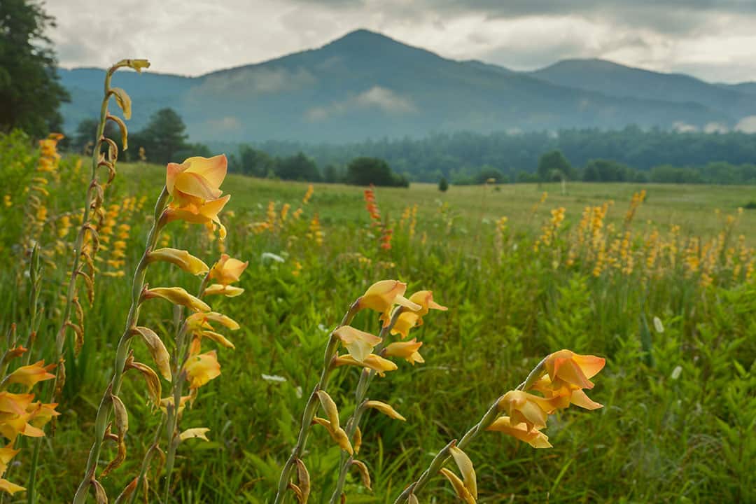 smoky mountains wildflowers