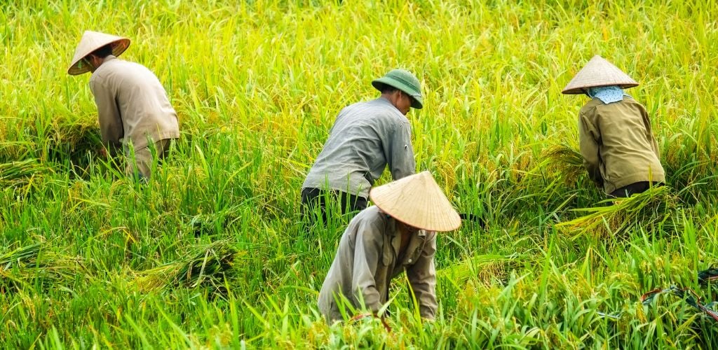 vietnam farming work exchange workaway