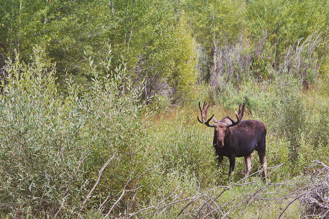 Moose Wilson Road Wyoming - One of your best chances of spotting Moose in Grand Teton National Park // Local Adventurer