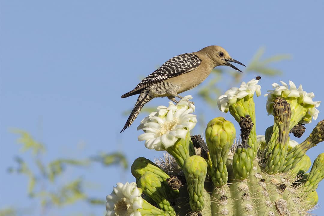 saguaro national park flowers