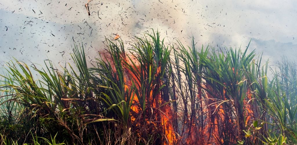 burning crops thailand