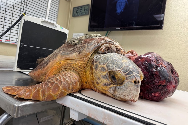 Molly and her tumor at the Turtle Hospital.