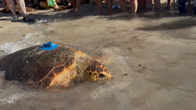Molly swims away with a tracker attached to her back.