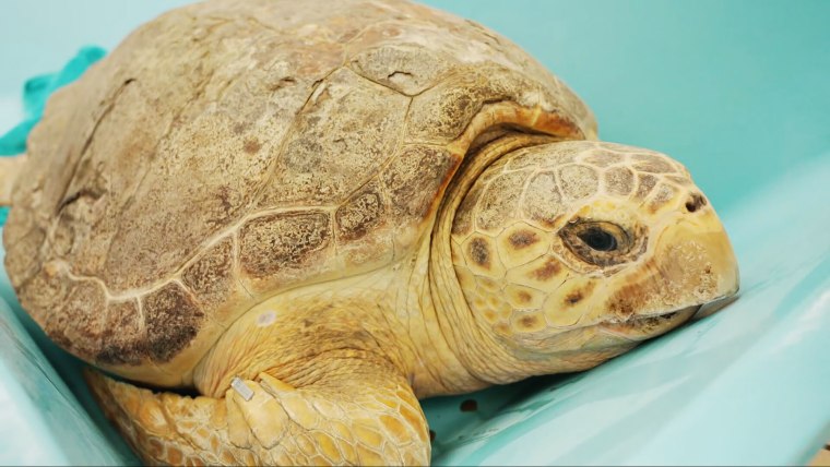 Molly the turtle waits for a tracker to be attached.