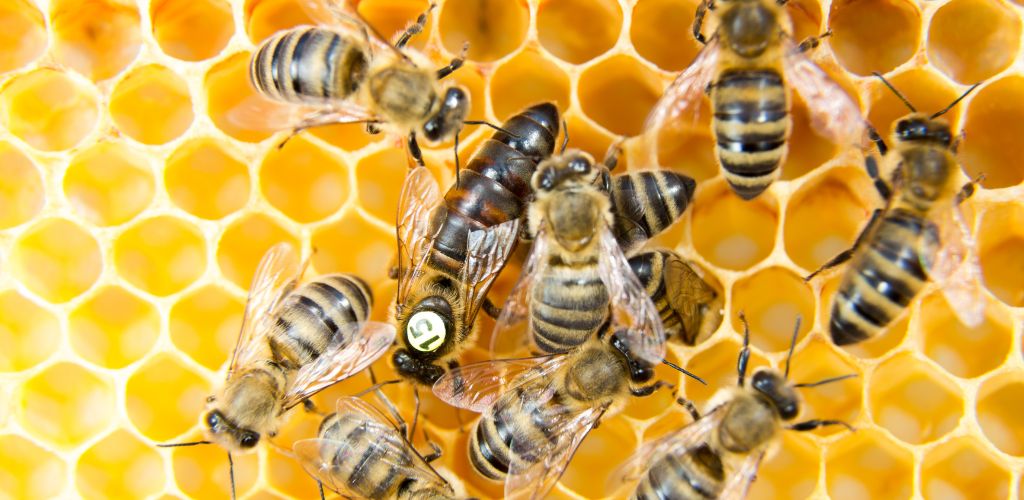 Queen bee surround by worker bees in honey comb hive.