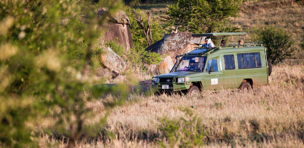 A green jeep safari in the middle of the jungle.