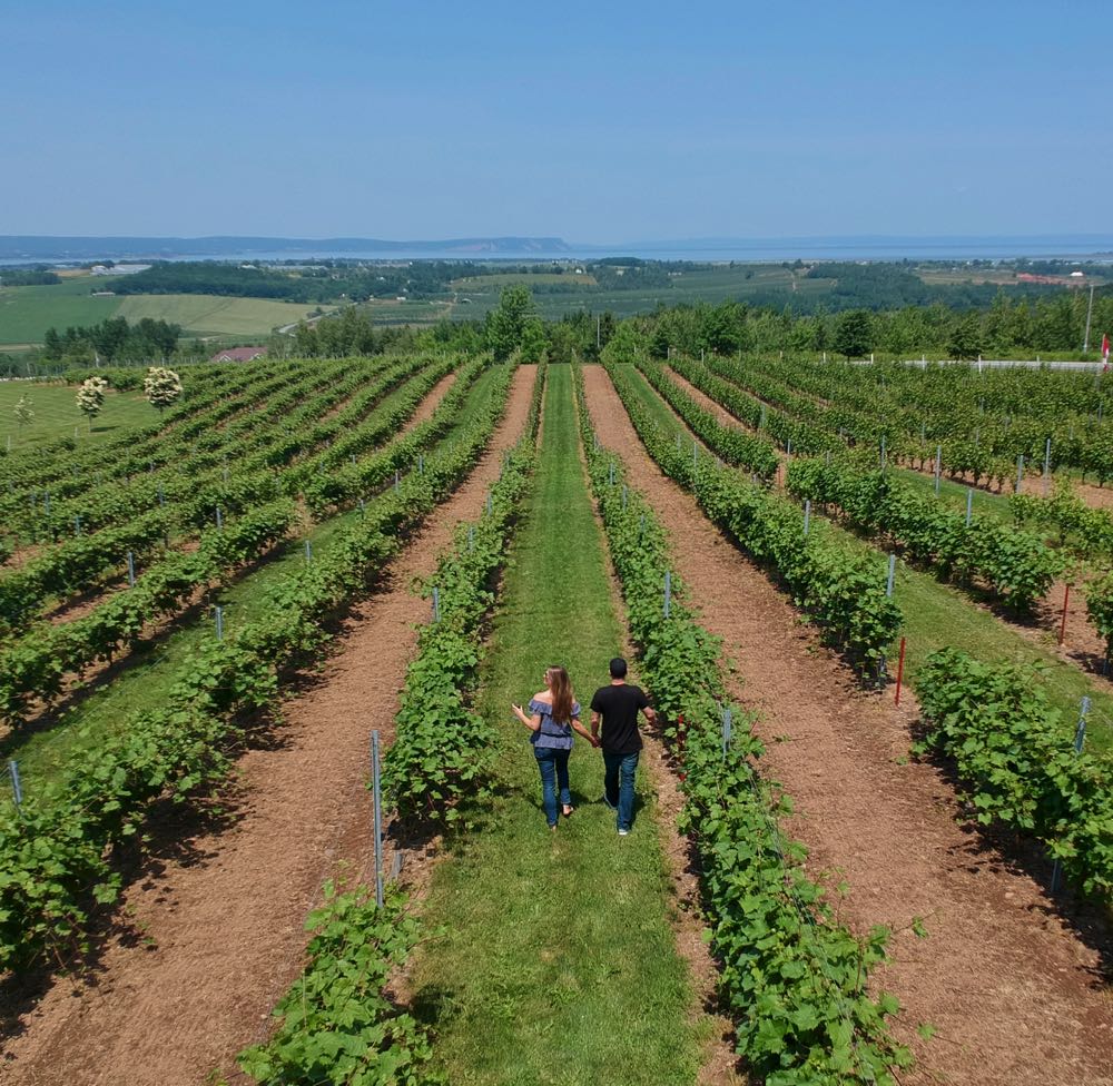 nova scotia vineyards