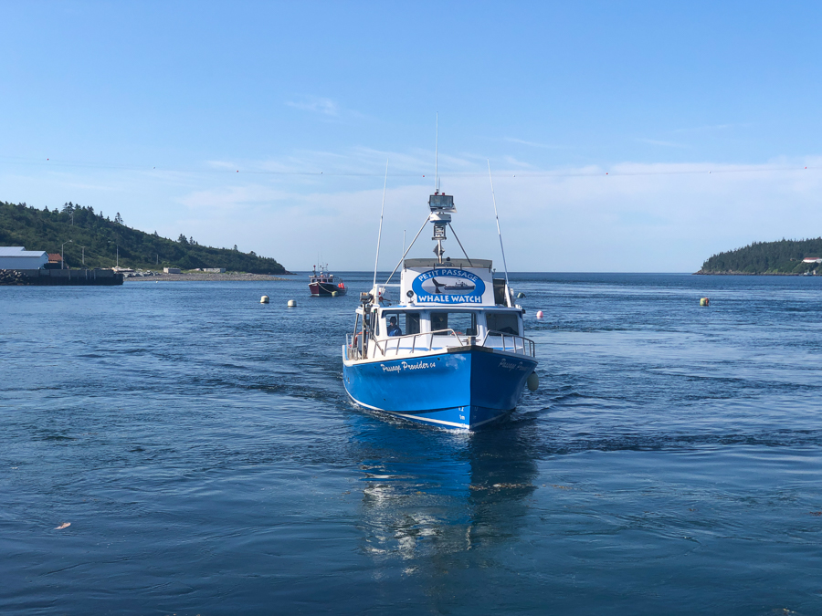 Petit Passage whale watching in Nova Scotia