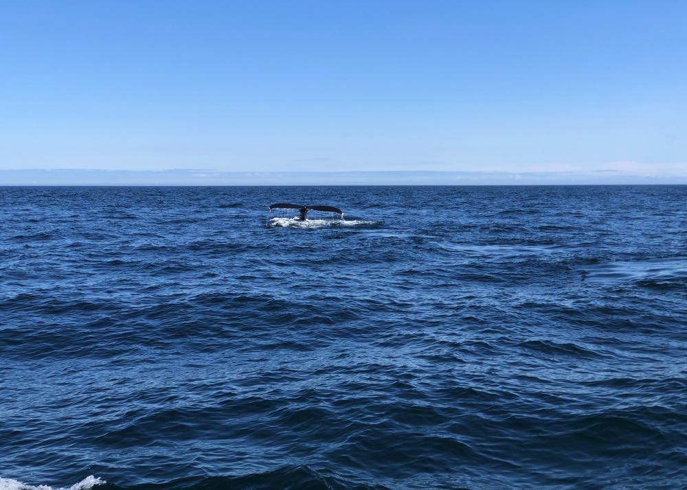 whale watching nova scotia