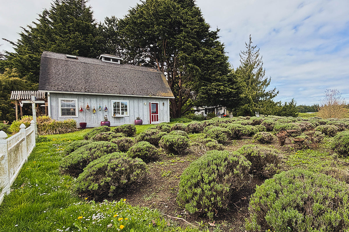 jardin du soleil lavender farm sequim
