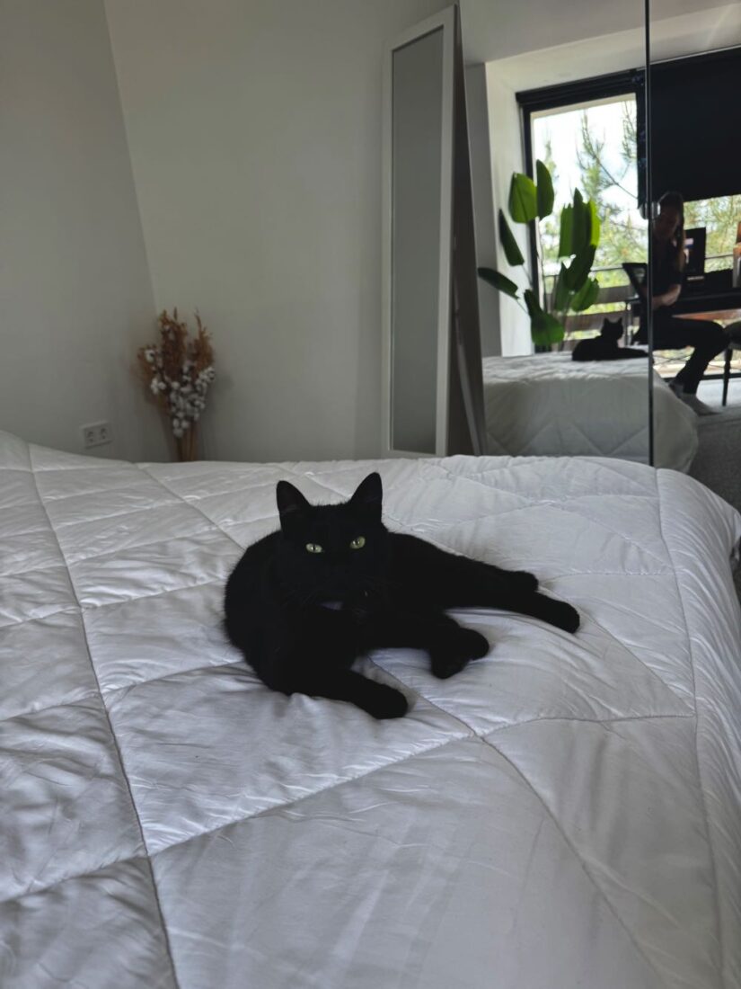 cat on a mattress